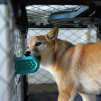 Groov Crate Training Aid (Navy)