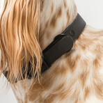 Diggs Buckle Collar // Medium (Ash)