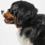 Diggs Buckle Collar // Large (Ash)