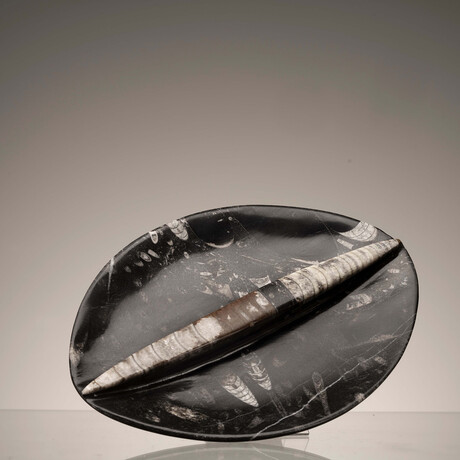 Belemnite Divided Oval Dish // Ver.2