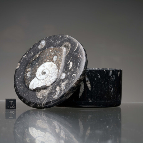 Ammonite and Belemnite Large Circular Container