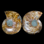 Matched Fossil Ammonite Pair featuring Internal Crystallization v1