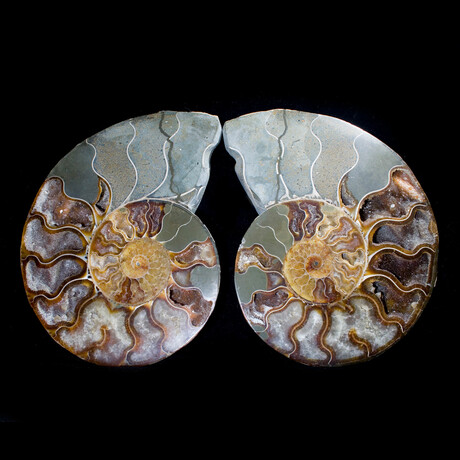 Matched Fossil Ammonite Pair // X-Large