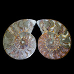 Matched Fossil Ammonite Pair // Large