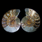 Matched Fossil Ammonite Pair featuring Internal Crystallization v4