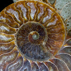 Matched Fossil Ammonite Pair featuring Internal Crystallization v1