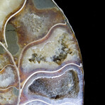 Matched Fossil Ammonite Pair featuring Internal Crystallization v4