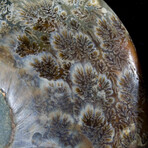 Matched Fossil Ammonite Pair // X-Large