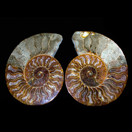 Matched Fossil Ammonite Pair featuring Internal Crystallization v1