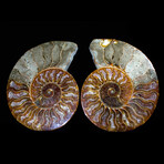 Matched Fossil Ammonite Pair featuring Internal Crystallization v1