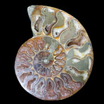 Matched Fossil Ammonite Pair // Large