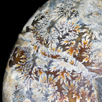 Matched Fossil Ammonite Pair featuring Internal Crystallization v4