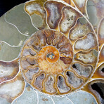 Matched Fossil Ammonite Pair featuring Internal Crystallization v4