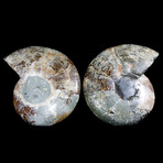 Matched Fossil Ammonite Pair featuring Internal Crystallization v4