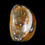 Ocean Jasper Free Form v1