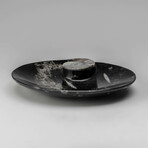 Genuine Polished Oval Orthoceras Fossil Dish