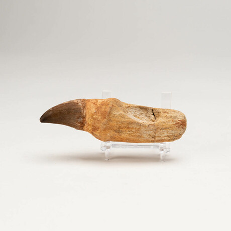 Genuine Mosasaur Dinosaur Tooth And Root + Acrylic Display Stand