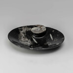 Genuine Polished Oval Orthoceras Fossil Dish