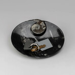 Genuine Polished Oval Orthoceras Fossil Dish