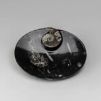 Genuine Polished Oval Orthoceras Fossil Dish
