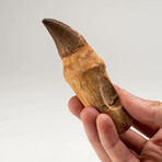 Genuine Mosasaur Dinosaur Tooth And Root + Acrylic Display Stand