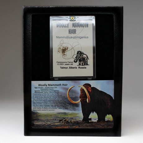 Genuine Woolly Mammoth Hair In Display Box