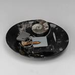 Genuine Polished Oval Orthoceras Fossil Dish