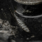 Genuine Polished Oval Orthoceras Fossil Dish