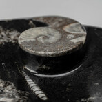 Genuine Polished Oval Orthoceras Fossil Dish