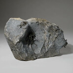 Ceratarges Spinosus Trilobites In Matrix