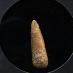 Genuine Spinosaur Dinosaur Tooth In Display Box