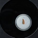 Genuine Raptor Dinosaur Tooth In Display Box