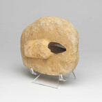 Genuine Mosasaur Dinosaur Tooth + Root In Matrix