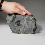 Ceratarges Spinosus Trilobites In Matrix