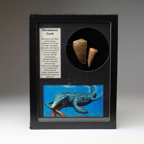 Genuine Mosasaur Dinosaur Tooth In Display Box