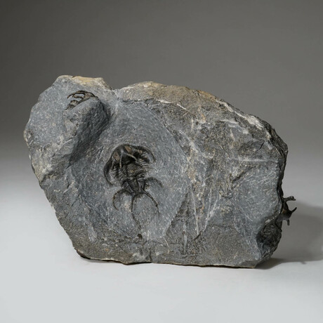 Ceratarges Spinosus Trilobites In Matrix