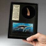 Genuine Plesiosaur Dinosaur Tooth In Display Box