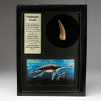 Genuine Plesiosaur Dinosaur Tooth In Display Box