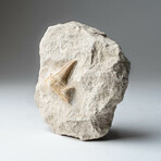 Genuine Pre-Historic Shark Tooth Fossil On Matrix