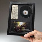 Genuine Raptor Dinosaur Tooth In Display Box