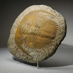 Genuine Trilobite (Ptychopariida) Fossil In Matrix + Acrylic Display Stand