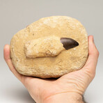 Genuine Mosasaur Dinosaur Tooth + Root In Matrix