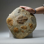 Genuine Selenopeltis Trilobites In Matrix + Acrylic Display Stand