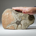 Genuine Natural Ophiuroidea Brittle Star Fossil + Acrylic Display Stand