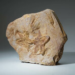 Genuine Natural Starfish On Matrix + Acrylic Display Stand