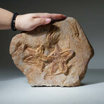 Genuine Natural Starfish On Matrix + Acrylic Display Stand