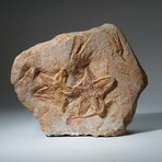 Genuine Natural Starfish On Matrix + Acrylic Display Stand