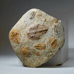 Genuine Selenopeltis Trilobites In Matrix + Acrylic Display Stand
