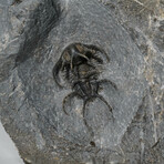 Ceratarges Spinosus Trilobites In Matrix