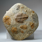 Genuine Selenopeltis Trilobites In Matrix + Acrylic Display Stand